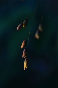 Close-up of yellow- lila buds with moody green background 