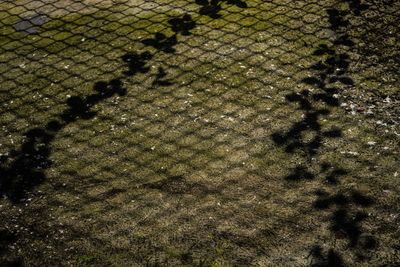 Shadow of tree