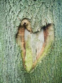 Full frame shot of tree trunk