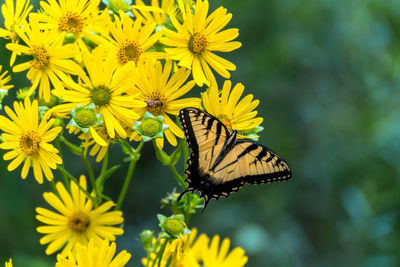 Butterfly on yellow flower