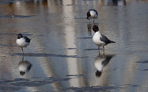 Seagulls on a lake