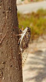 Close-up of insect on tree trunk