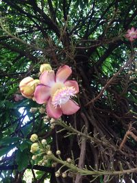 Close-up of pink flower tree