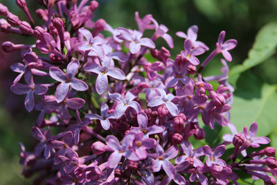 Close-up of pink flowering plant