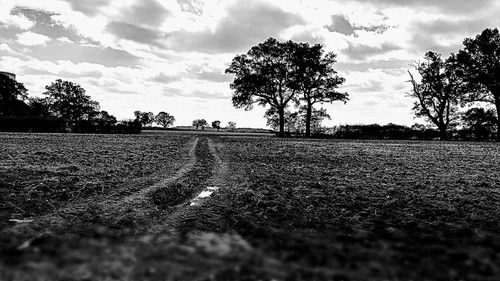 Trees on field against sky