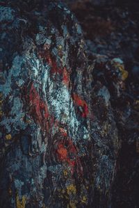 Close-up of lichen on rock