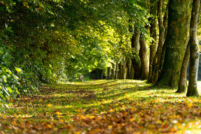 Trail amidst trees in forest