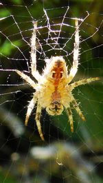 Close-up of spider on web