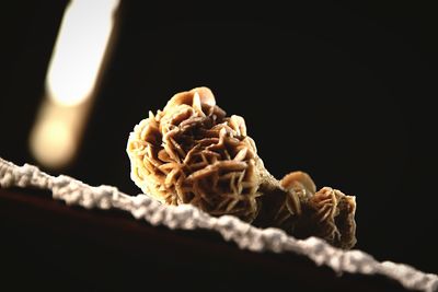 Close-up of mushrooms against black background