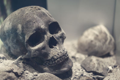 Close up of human skull