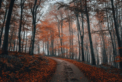 Road amidst trees in forest during autumn