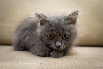 Portrait of cat relaxing at home