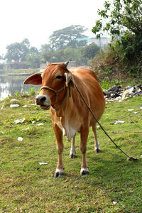 Horse standing in a field