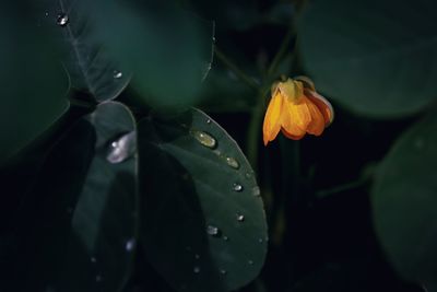 Close-up of raindrops on wet plant