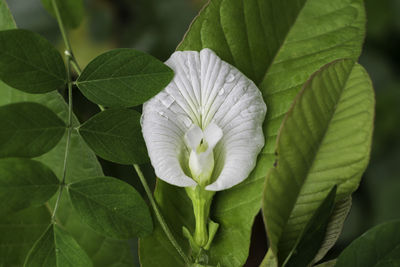 Close-up of blooming outdoors