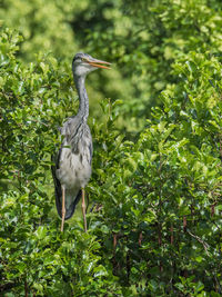 View of a bird on land