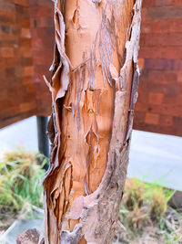 Close-up of tree trunk against wall