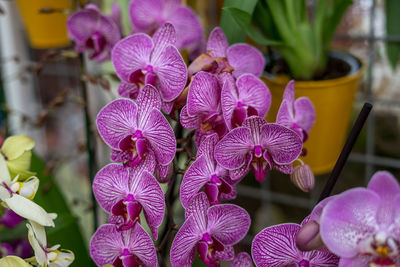 Close-up of pink orchids