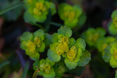 Close-up of yellow flowering plant