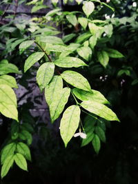 Close-up of green leaves