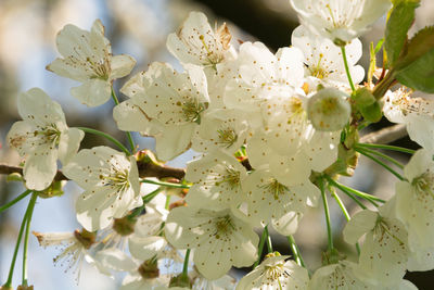 Close-up of white flowers