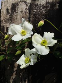 Close-up of white flowers
