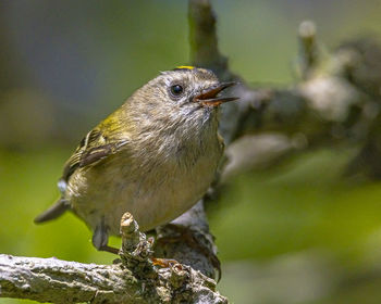 Close-up of a bird perching on a branch