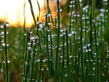 Close-up of wet plants during rainy season