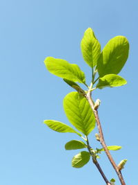 Low angle view of leaves against clear blue sky