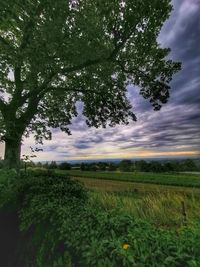 Scenic view of field against sky