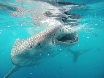 Fish swimming in sea