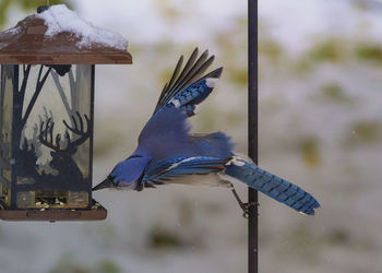 Close-up of bird perching on feeder