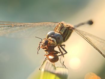 Close-up of fly