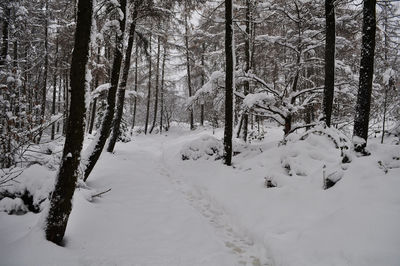 Snow covered trees on snow covered landscape