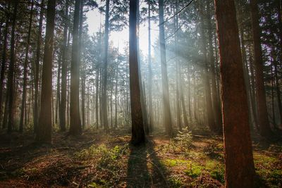 Trees in forest