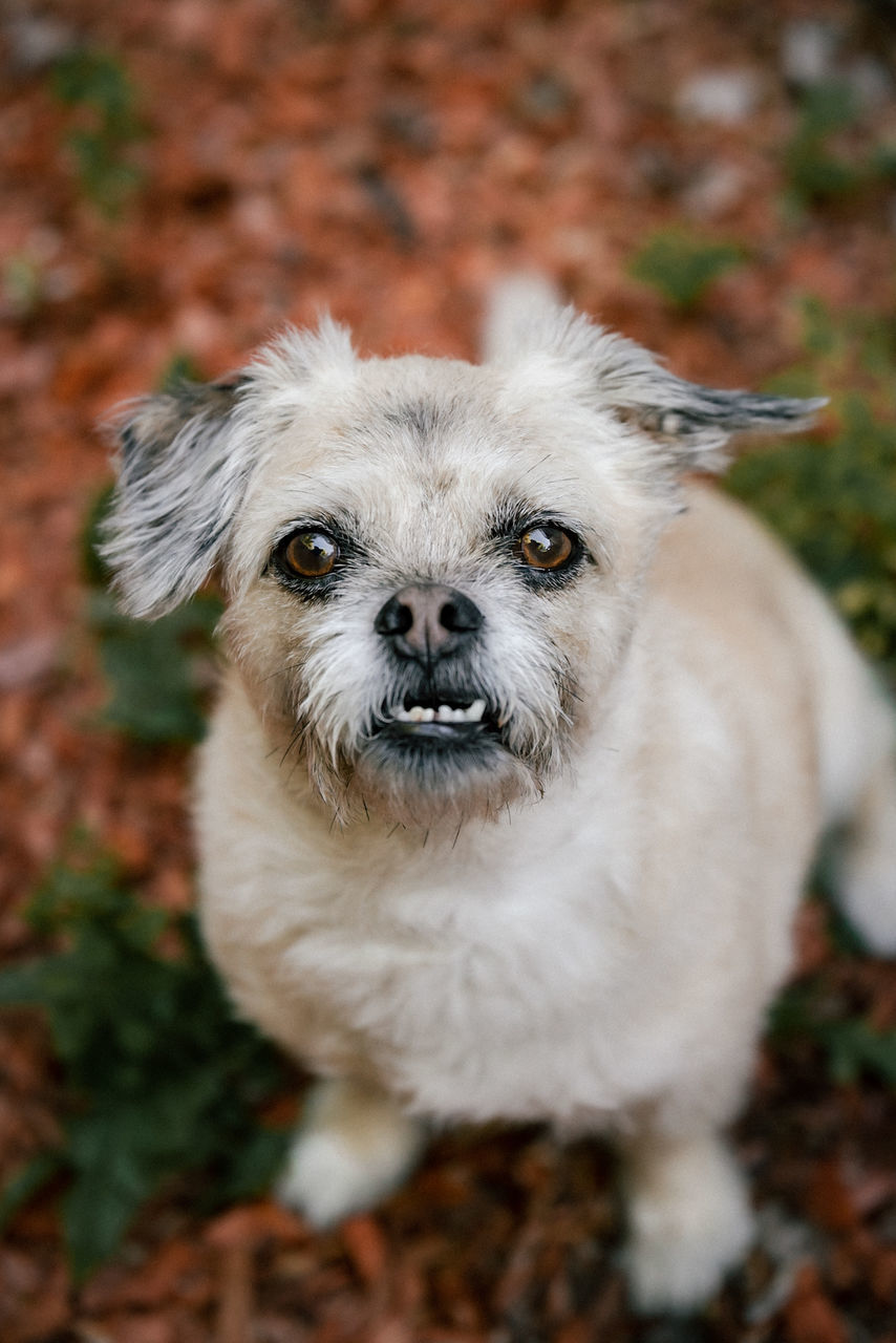 one animal, animal themes, animal, canine, pets, dog, mammal, domestic, domestic animals, portrait, looking at camera, vertebrate, no people, lap dog, small, close-up, focus on foreground, high angle view, field, shih tzu, animal head