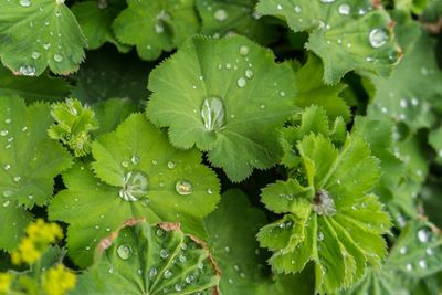 Close-up of raindrops on leaves