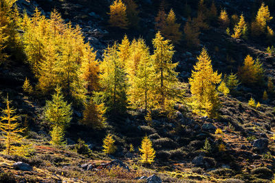 Trees in forest during autumn