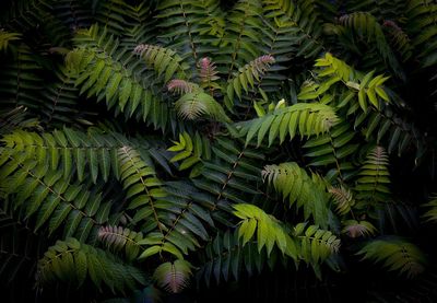 High angle view of fern amidst trees