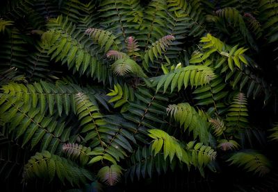 Full frame shot of plants outdoors