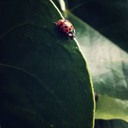 Close-up of ladybug on leaf