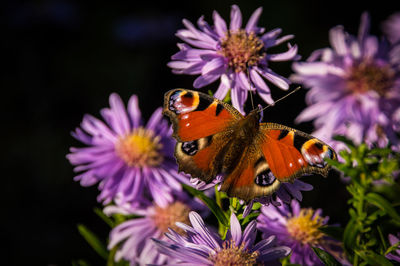 Close-up of butterfly on purple flower