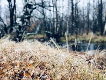 Plants growing on land in forest