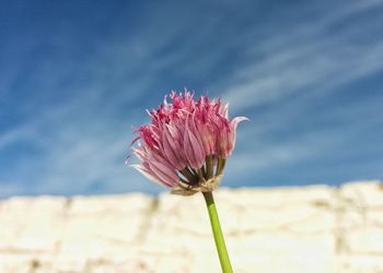 Close-up of pink flower blooming against sky