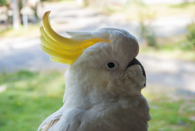 Close-up of cockatoo perching outdoors
