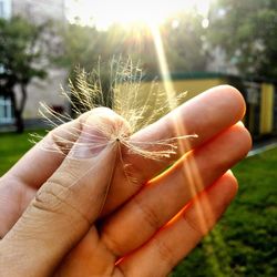 Close-up of hand holding flower