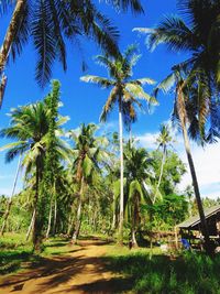 Scenic view of palm trees against sky