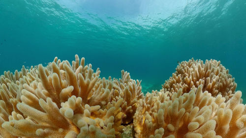 Tropical fishes and coral reef at diving. underwater world with corals and tropical fishes. 