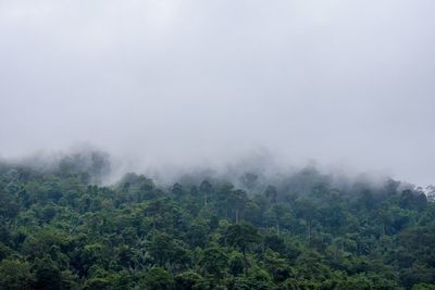 Scenic view of forest against sky during foggy weather