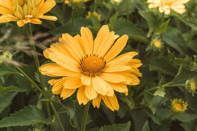 Close-up of yellow flowering plant